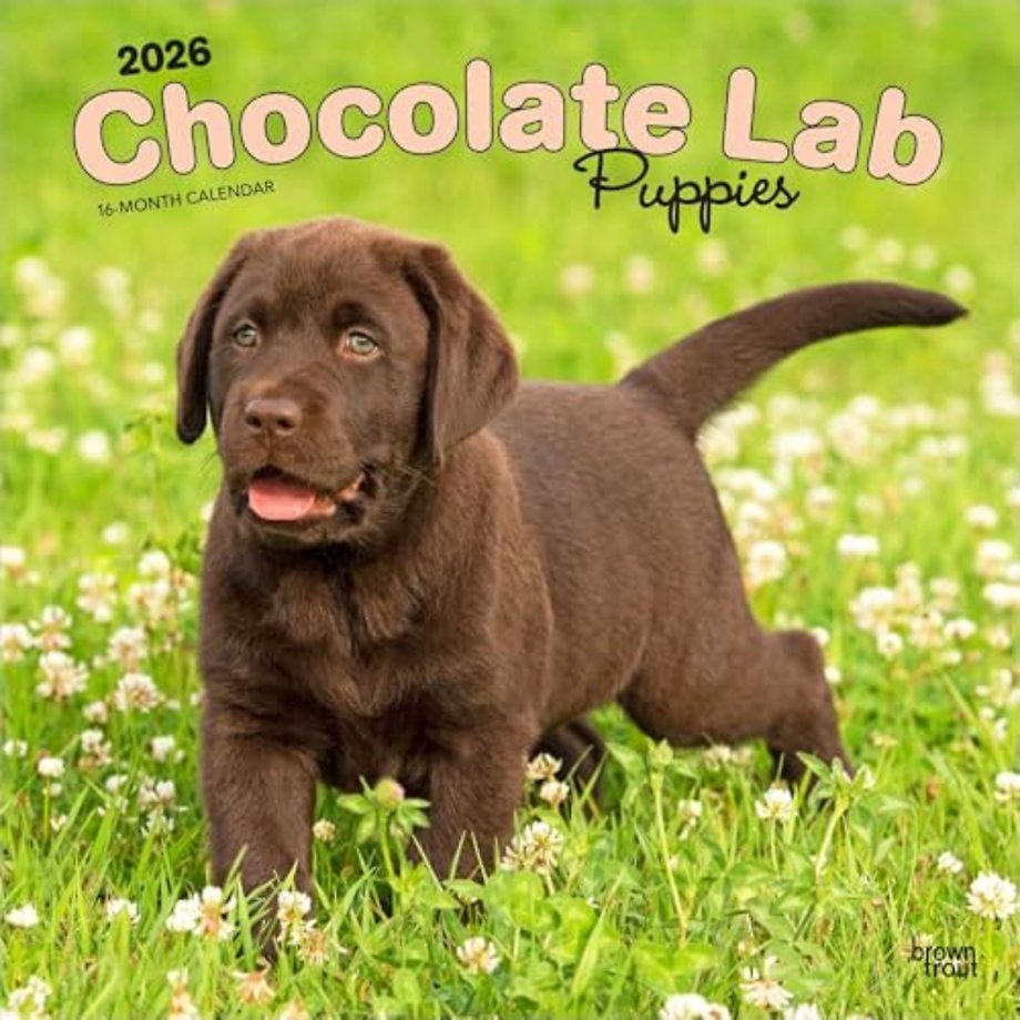 Labrador Retriever Puppies, Chocolate 2026 Square Flap Calendar