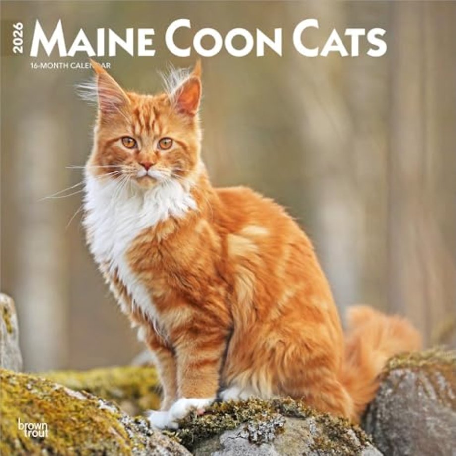 Maine Coon Cats 2026 Square Flap Calendar