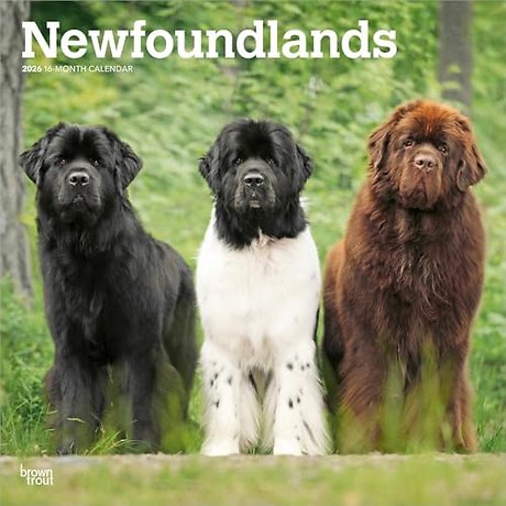 Newfoundlands 2026 Square Flap Calendar