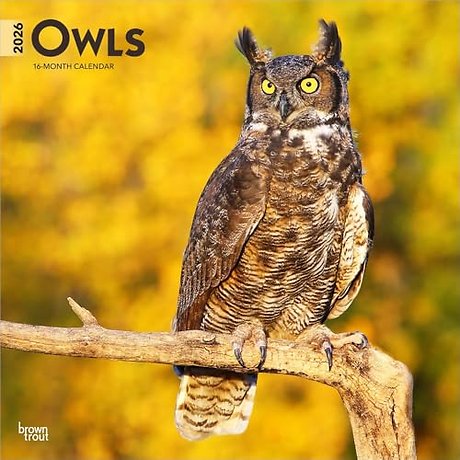 Owls 2026 Square Flap Calendar