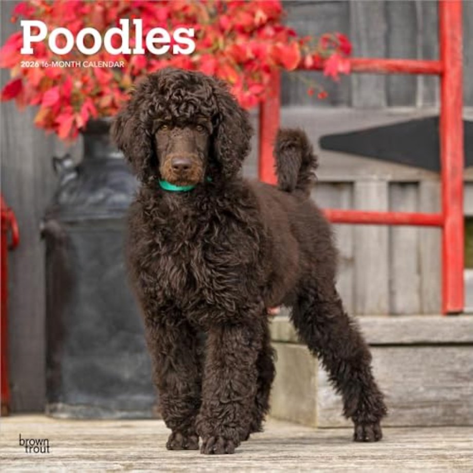 Poodles 2026 Square Flap Calendar