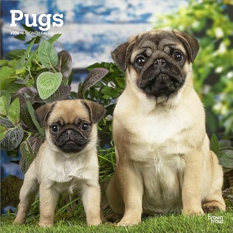 Pugs 2026 Square Flap Calendar