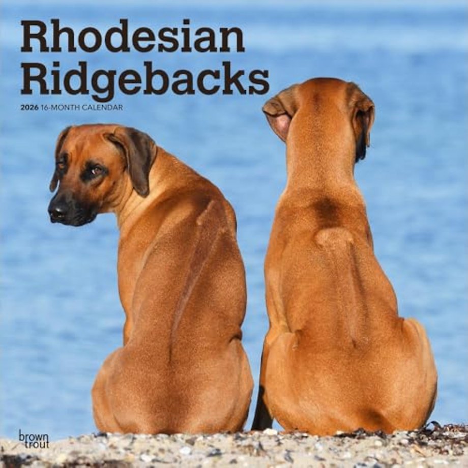 Rhodesian Ridgebacks 2026 Square Flap Calendar