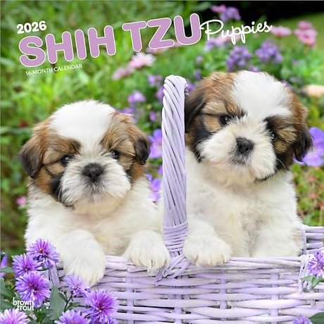 Shih Tzu Puppies 2026 Square Flap Calendar