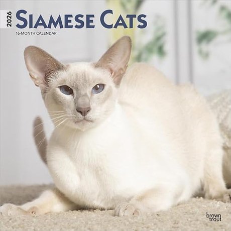 Siamese Cats 2026 Square Flap Calendar