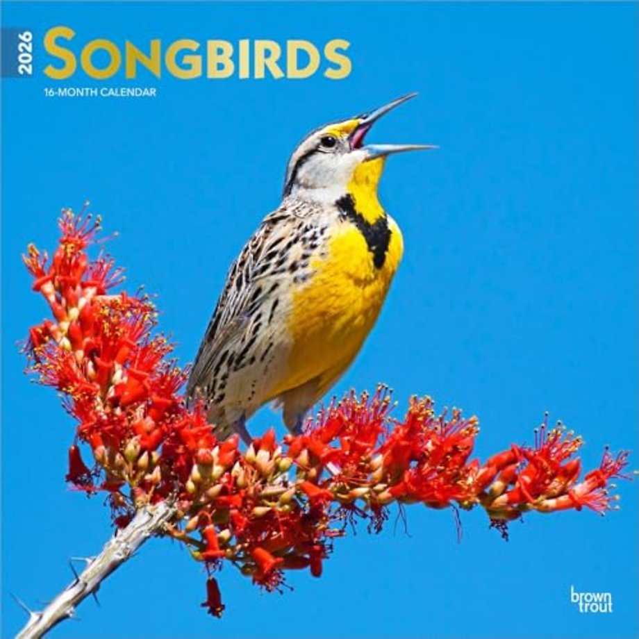 Songbirds 2026 12 X 24 Monthly Square Wall Foil Calendar
