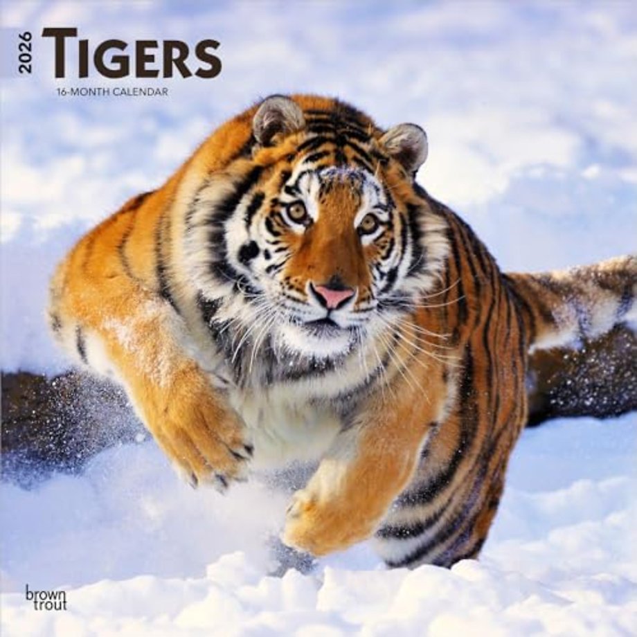 Tigers 2026 Square Flap Calendar