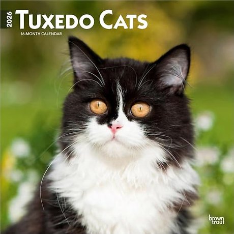 Tuxedo Cats 2026 Square Flap Calendar