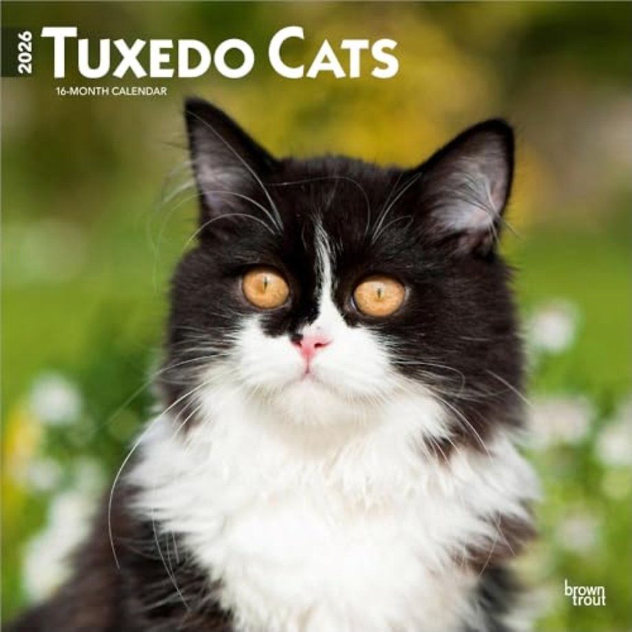Tuxedo Cats 2026 Square Flap Calendar