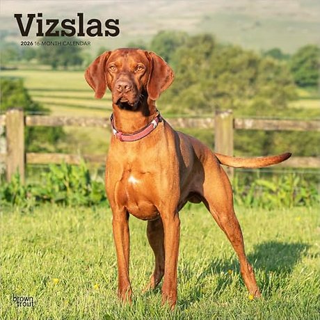 Vizslas 2026 Square Flap Calendar