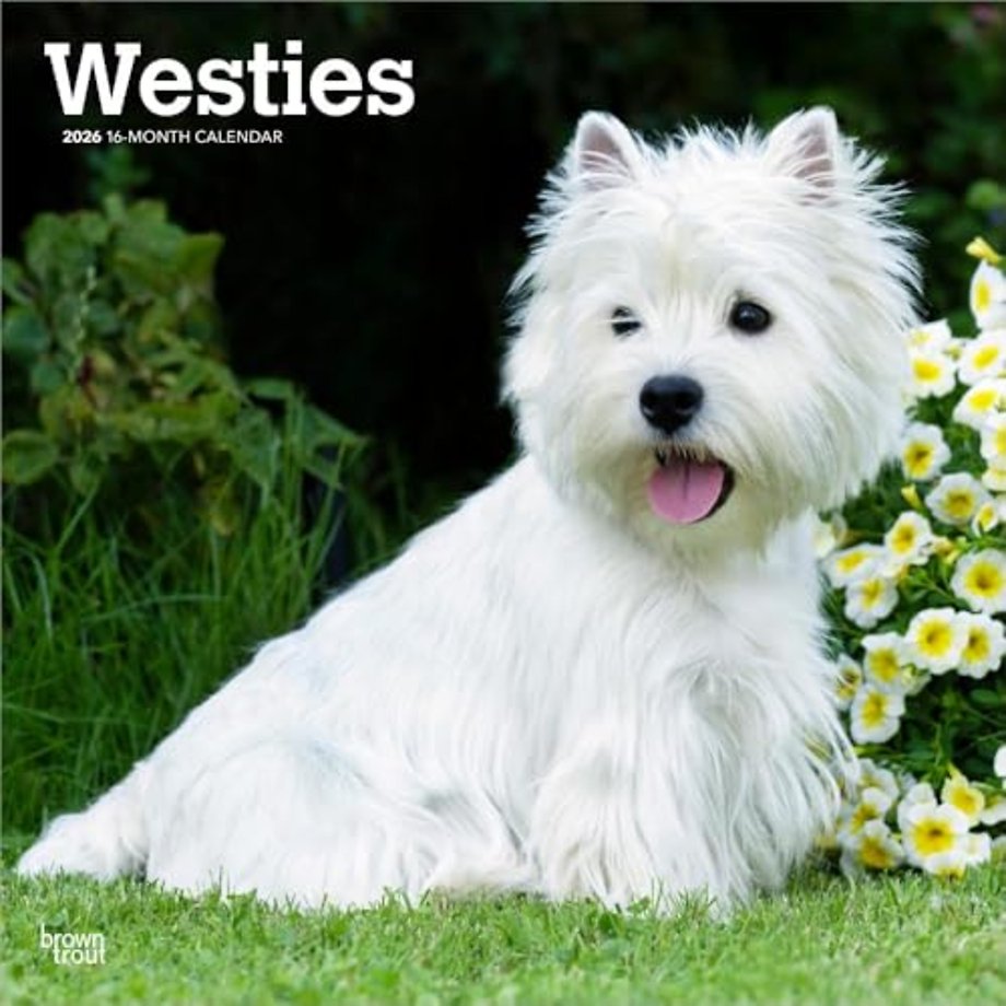West Highland White Terriers 2026 Square Flap Calendar