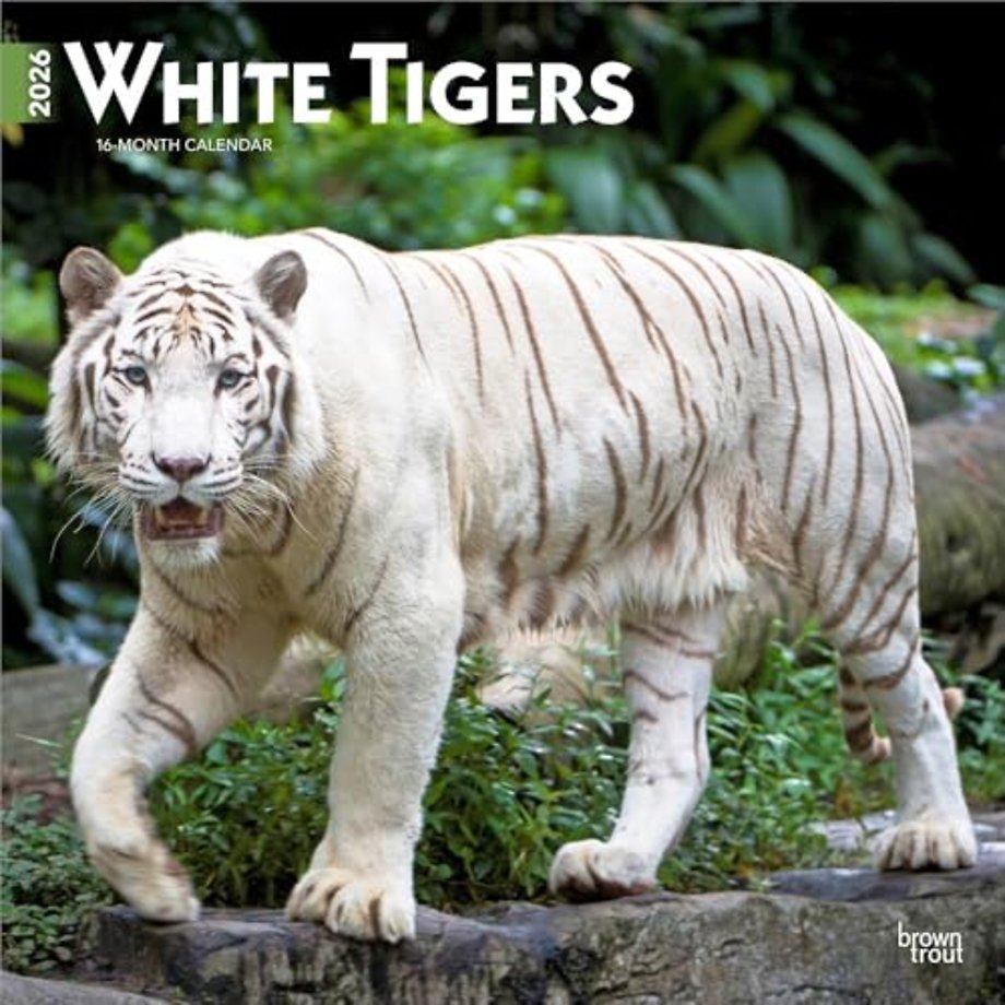 White Tigers 2026 Square Flap Calendar