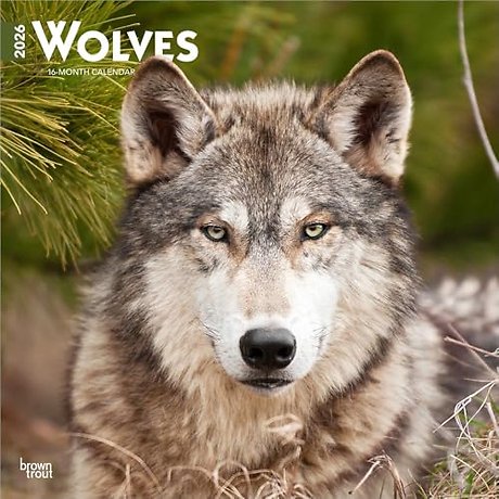 Wolves 2026 Square Flap Calendar