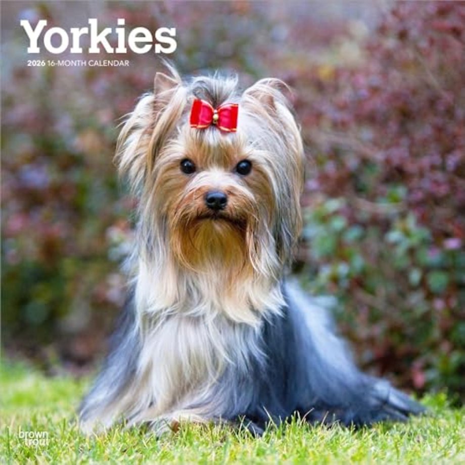Yorkshire Terriers 2026 Square Flap Calendar