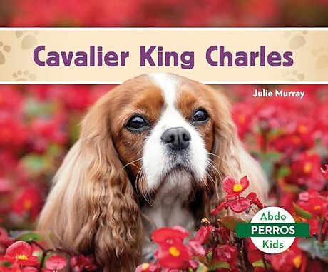 Cavalier King Charles / Cavalier King Charles Spaniels