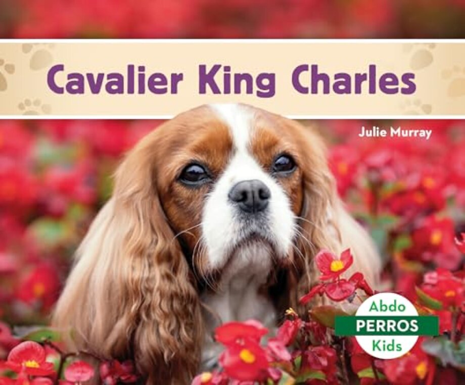 Cavalier King Charles / Cavalier King Charles Spaniels