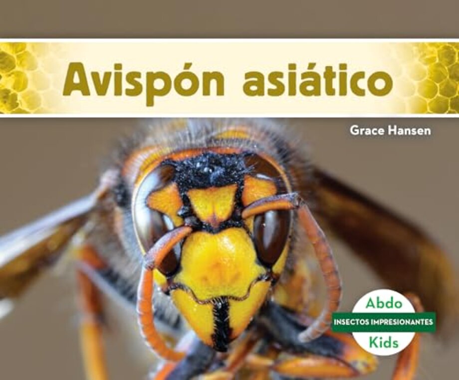 Avispon asiatico (Asian Giant Hornet)
