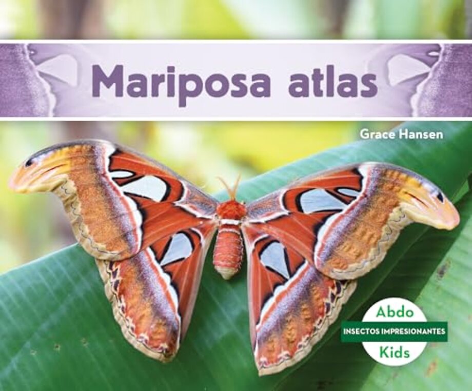 Mariposa atlas (Atlas Moth)