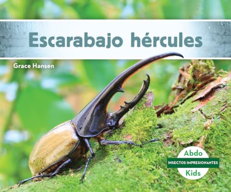Escarabajo hercules (Hercules Beetle)