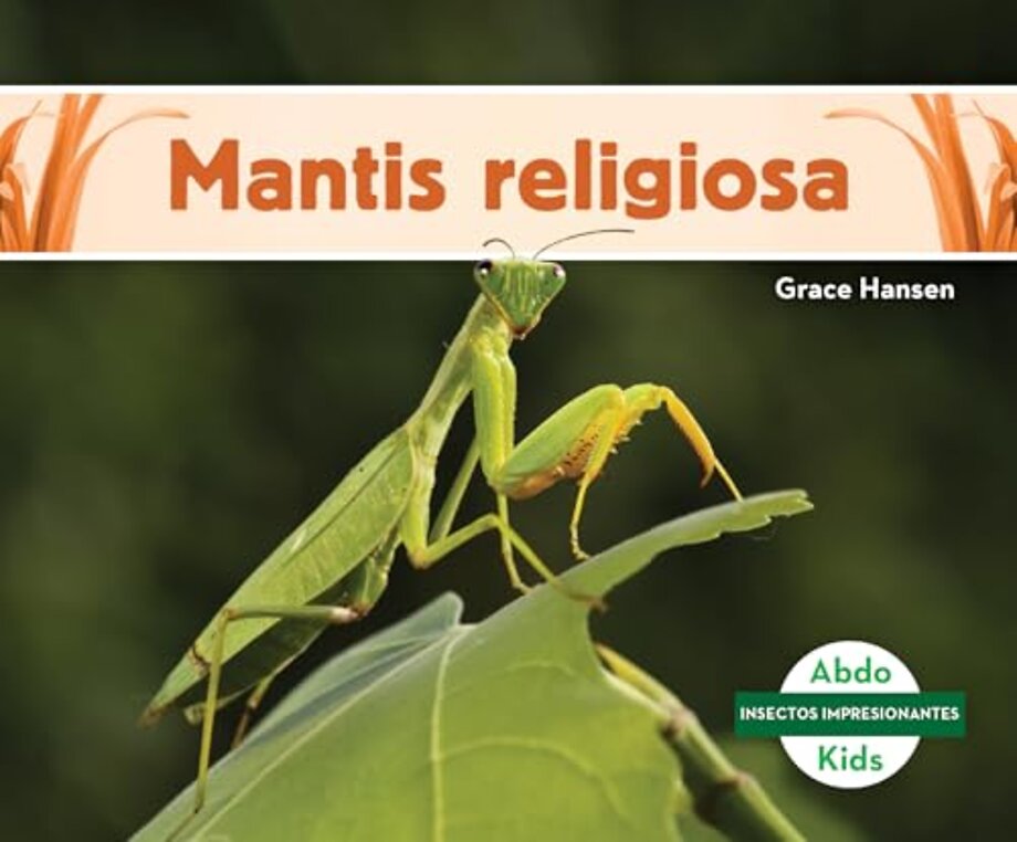 Mantis religiosa (Praying Mantis)