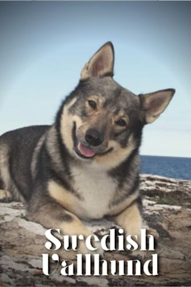 Swedish Vallhund