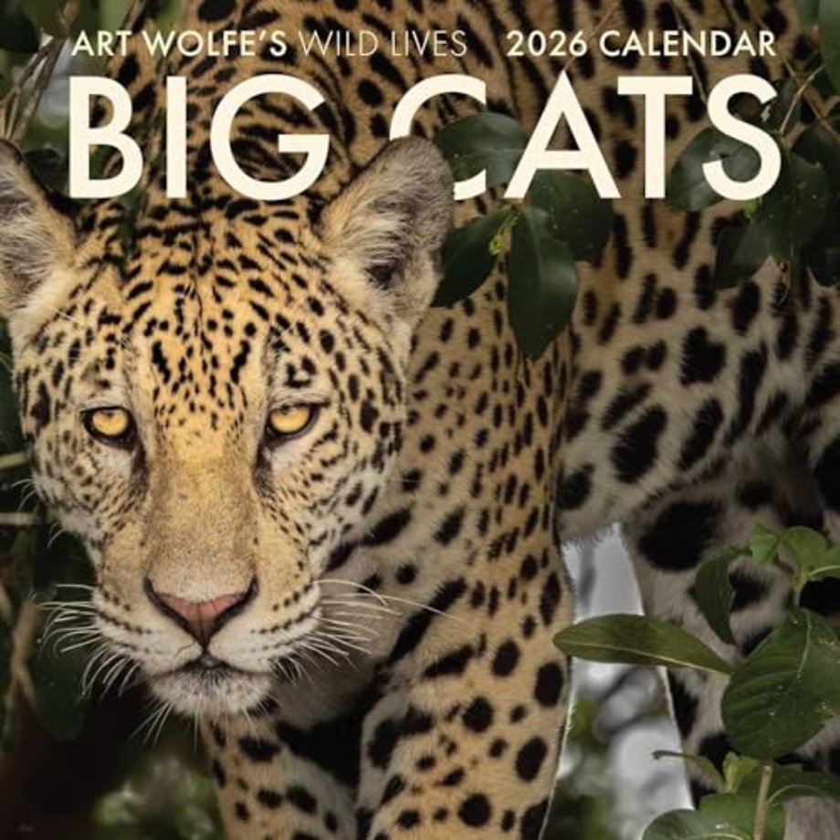 2026 Big Cats Wall Calendar