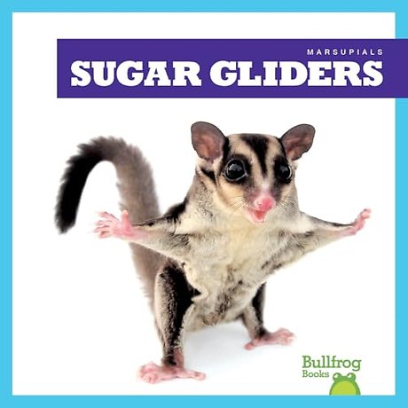 Sugar Gliders