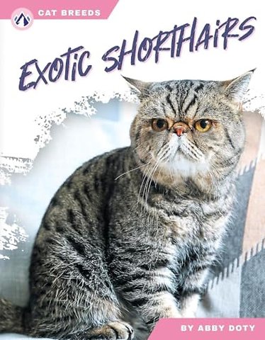 Exotic Shorthairs